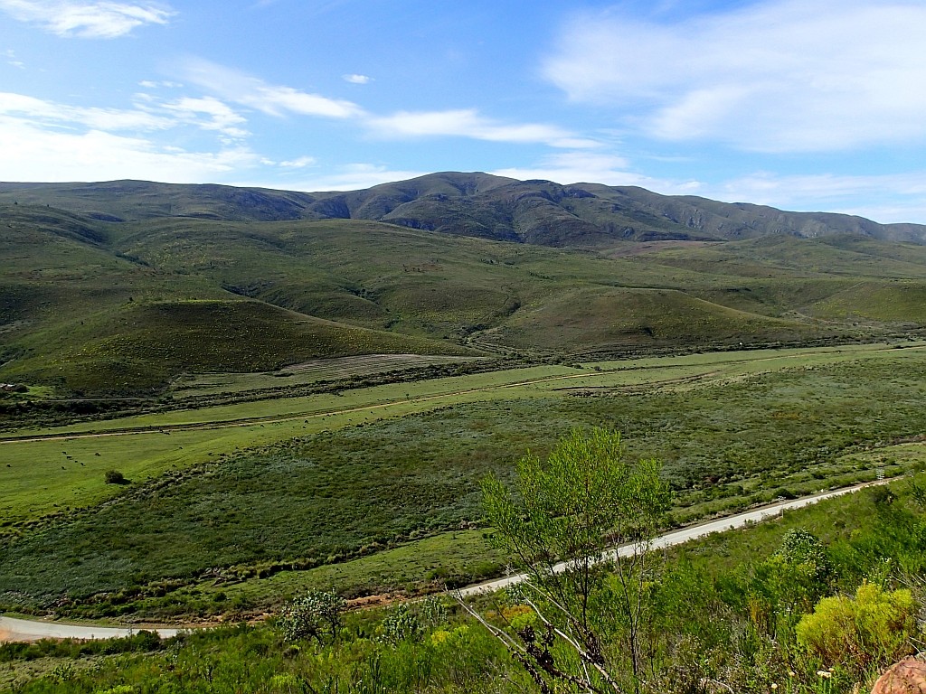 Palmiet (Prionium serratum) wetland, Krom River, Eastern Cape, South Africa.