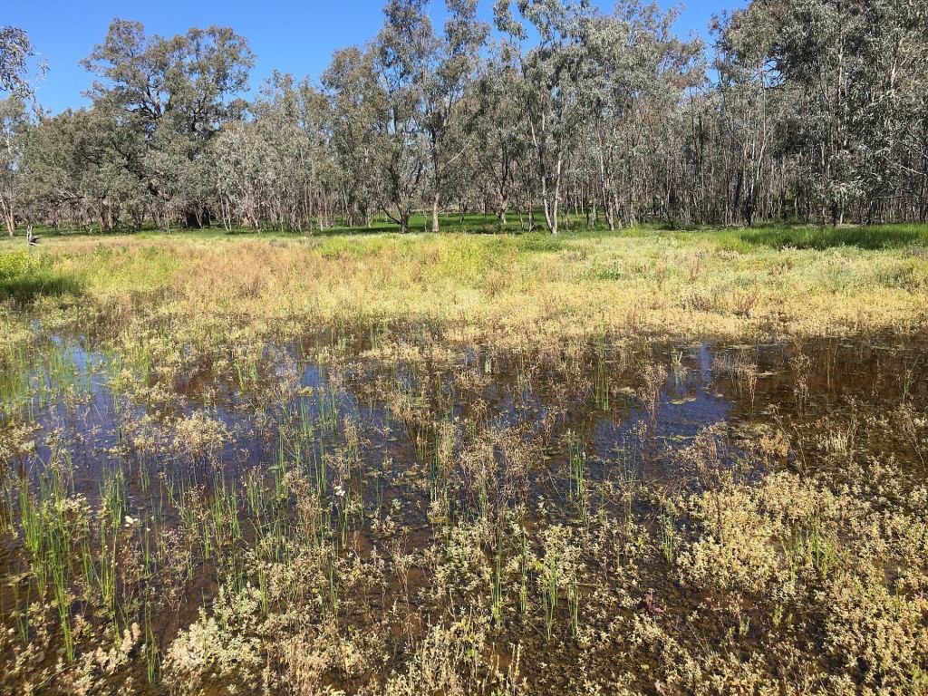 A shallow alluvial channel in the Macquarie Marshes, NSW, Australia.